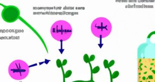 Do Plants Perform Cellular Respiration