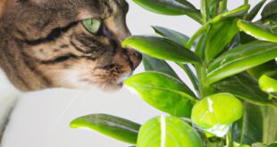 Which Plants Are Toxic To Cats